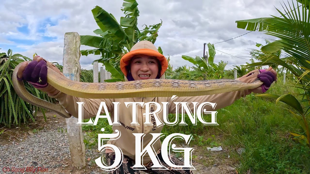 TRÚNG liên tục và những con RẮN LỚN l cò sang bẫy rắn l tập 81
