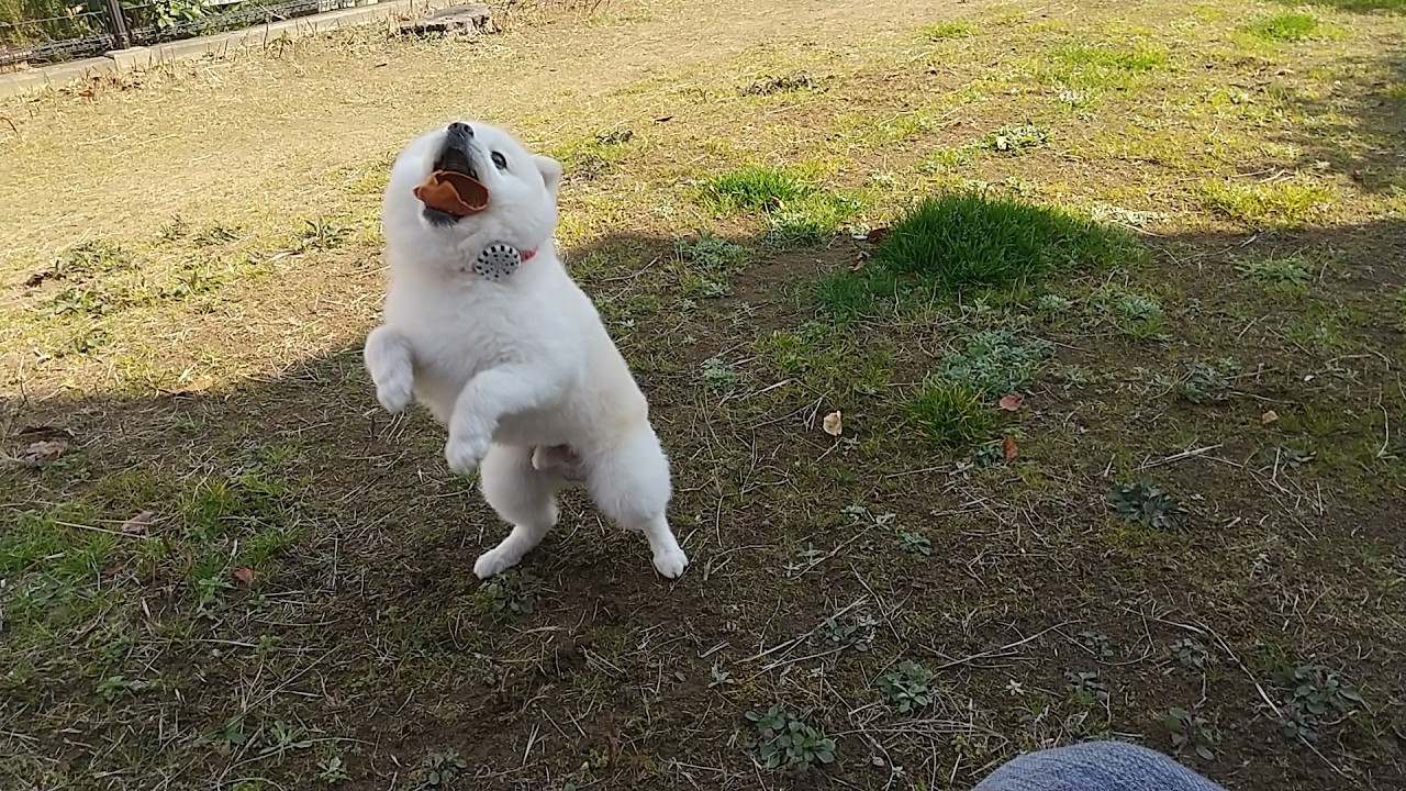 陽だまり梵ちゃんウィークリー　2月第3週：毎週水曜日16:00更新【予定】
