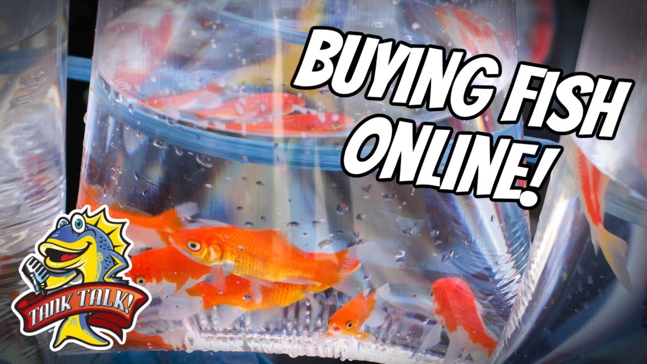 Best Tips For Buying Fish Online
