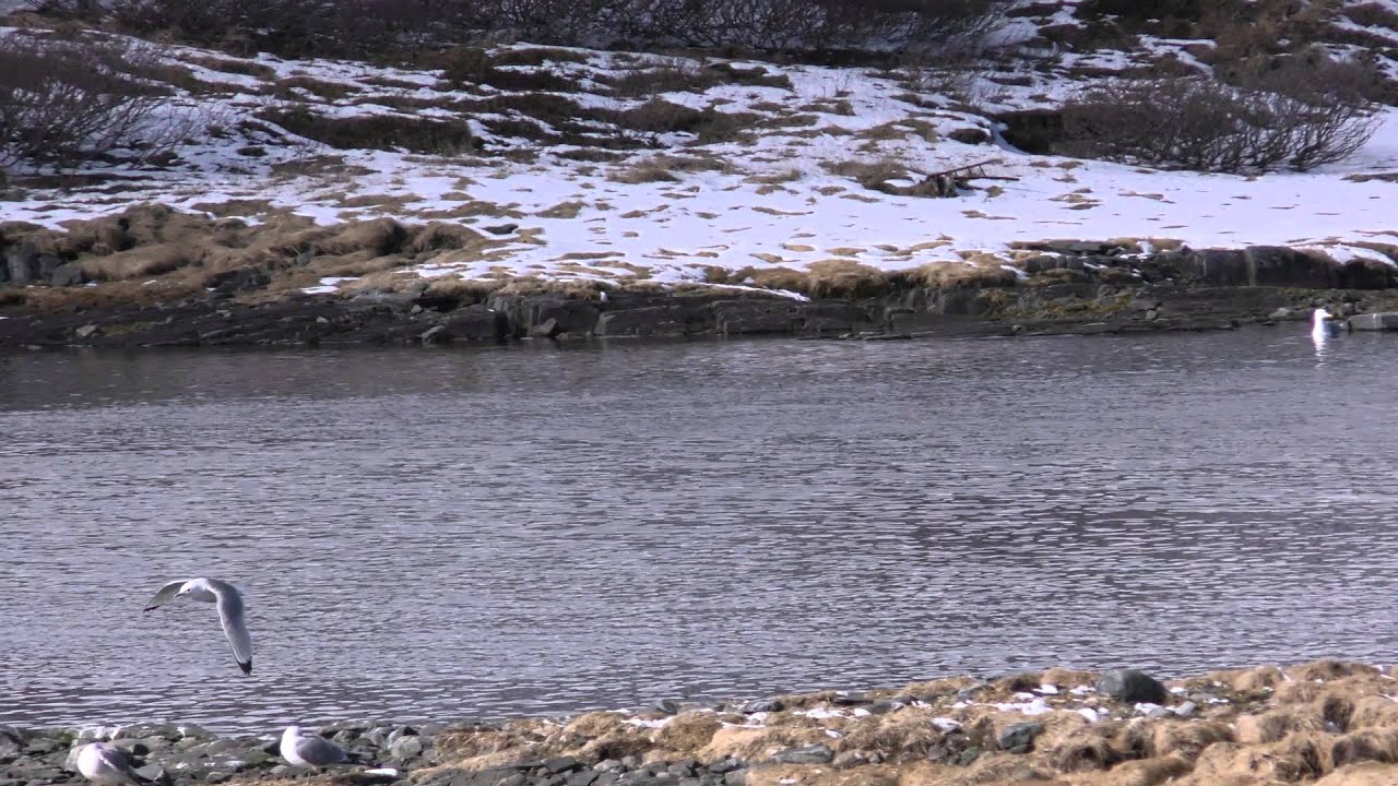 Spring In Mehamn - The Beauty Of Finnmark Norway
