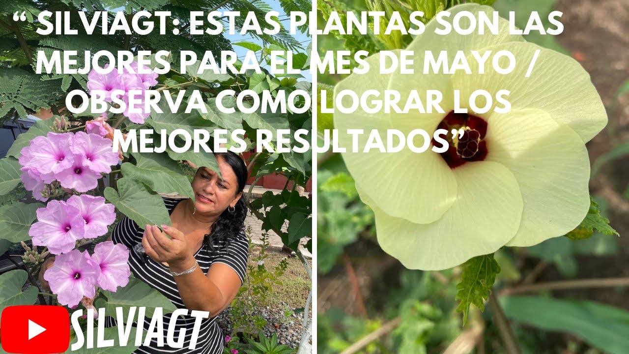 EL JARDIN DE SILVIAGT: 