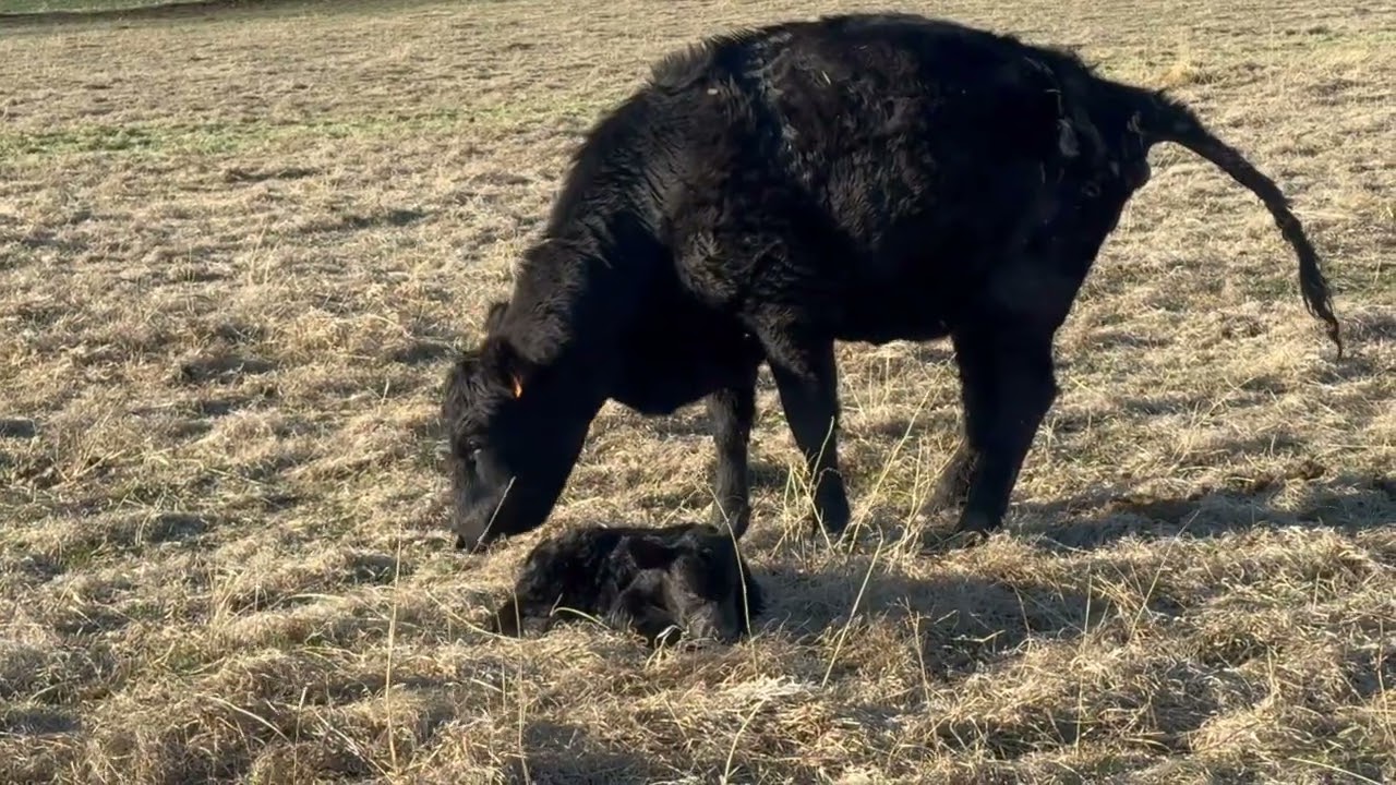 Herd Quitter® Minute - The Most Important Trait