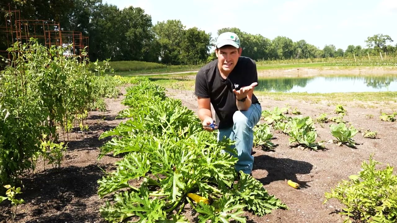 The 5 Tips I Use to Grow 4x MORE Zucchini! 