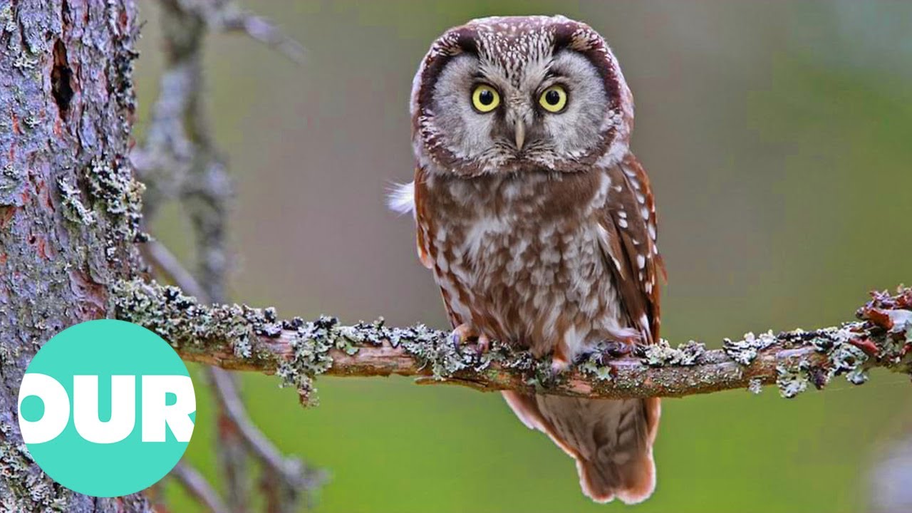 The Enigmatic Tengmalm Owl: A Year-long Journey From Mating Rituals To Changing Seasons | Our World