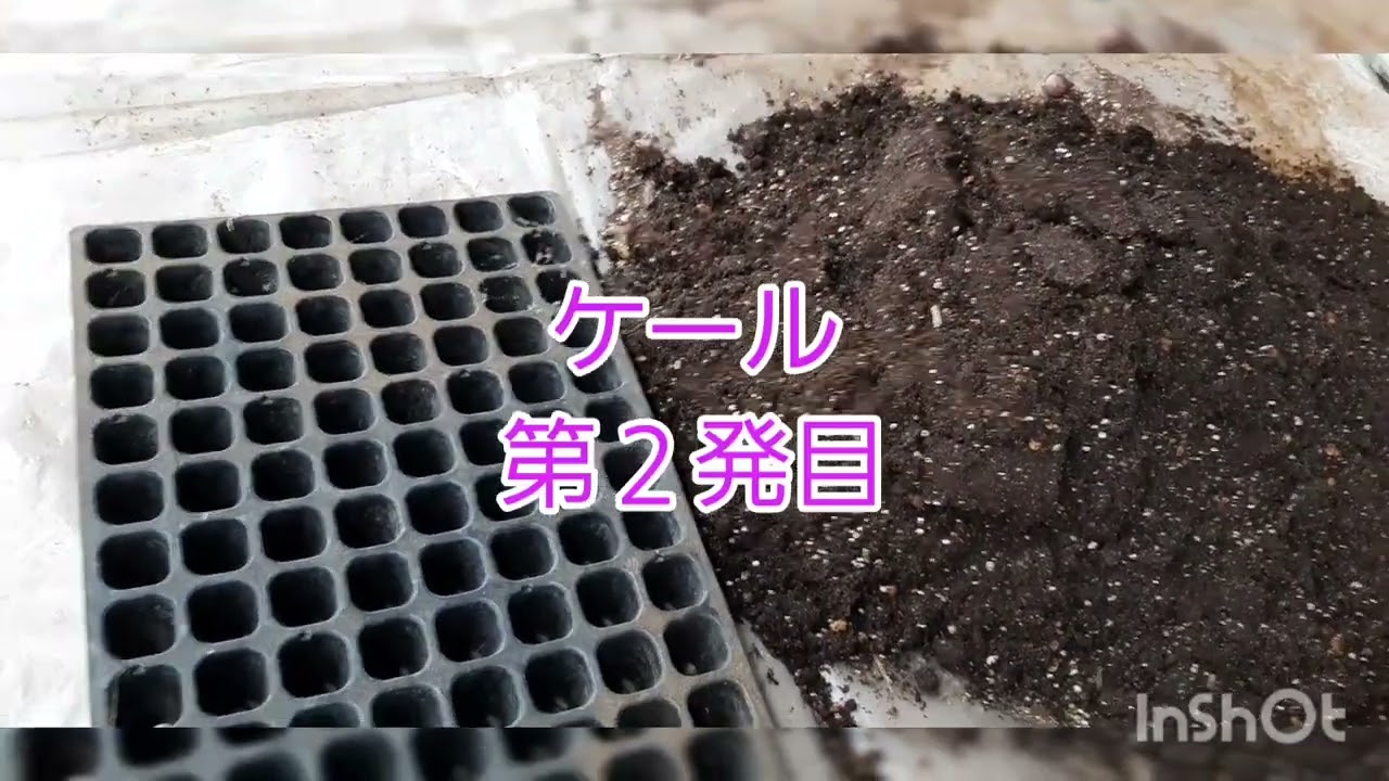 【ケール】【リレー栽培】年中ケールに挑戦