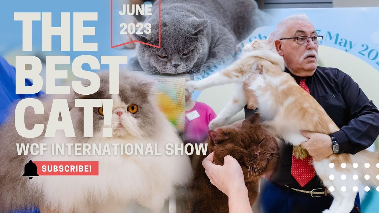 WCF INTERNATIONAL CAT SHOW | JUNE 2023
