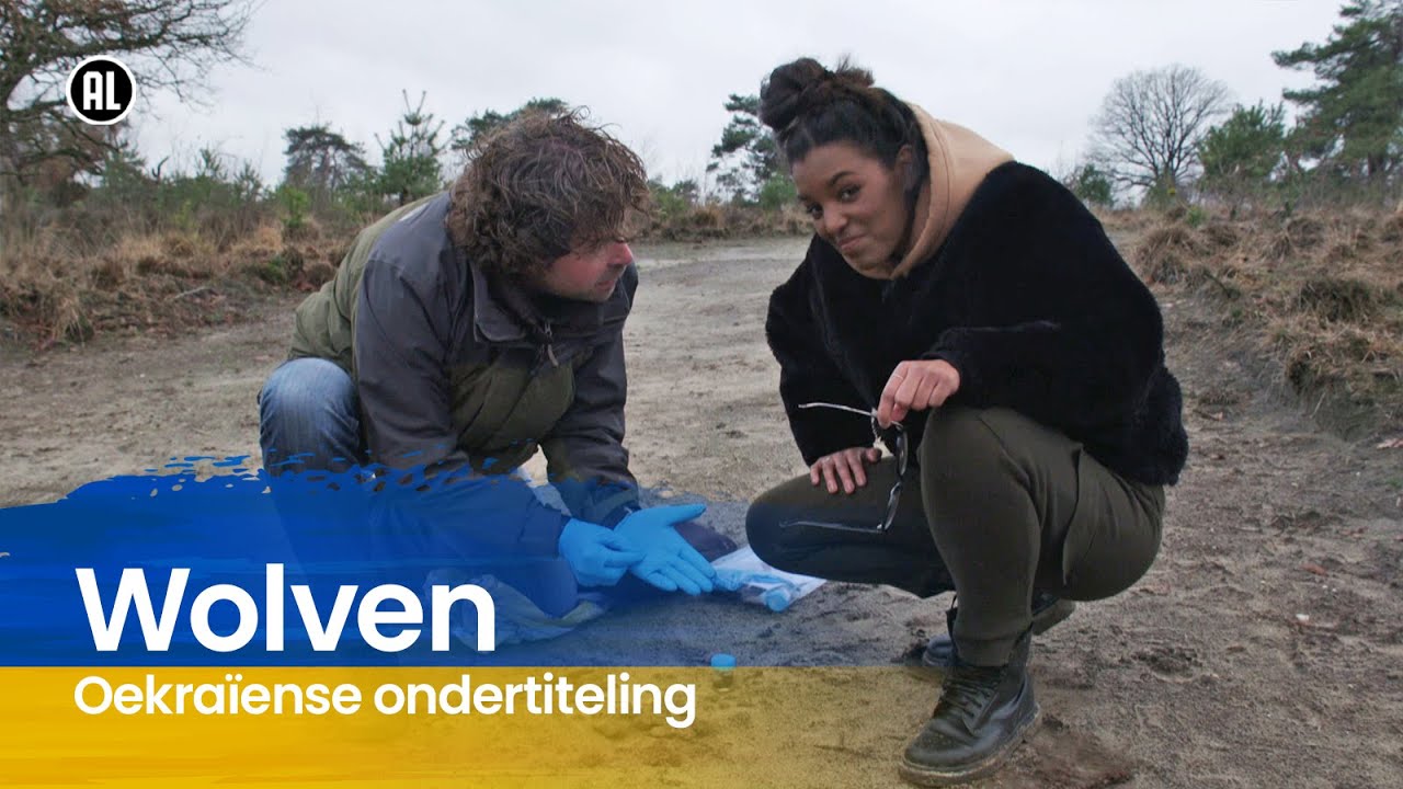 Het Klokhuis 🇺🇦 Wolven in Nederland