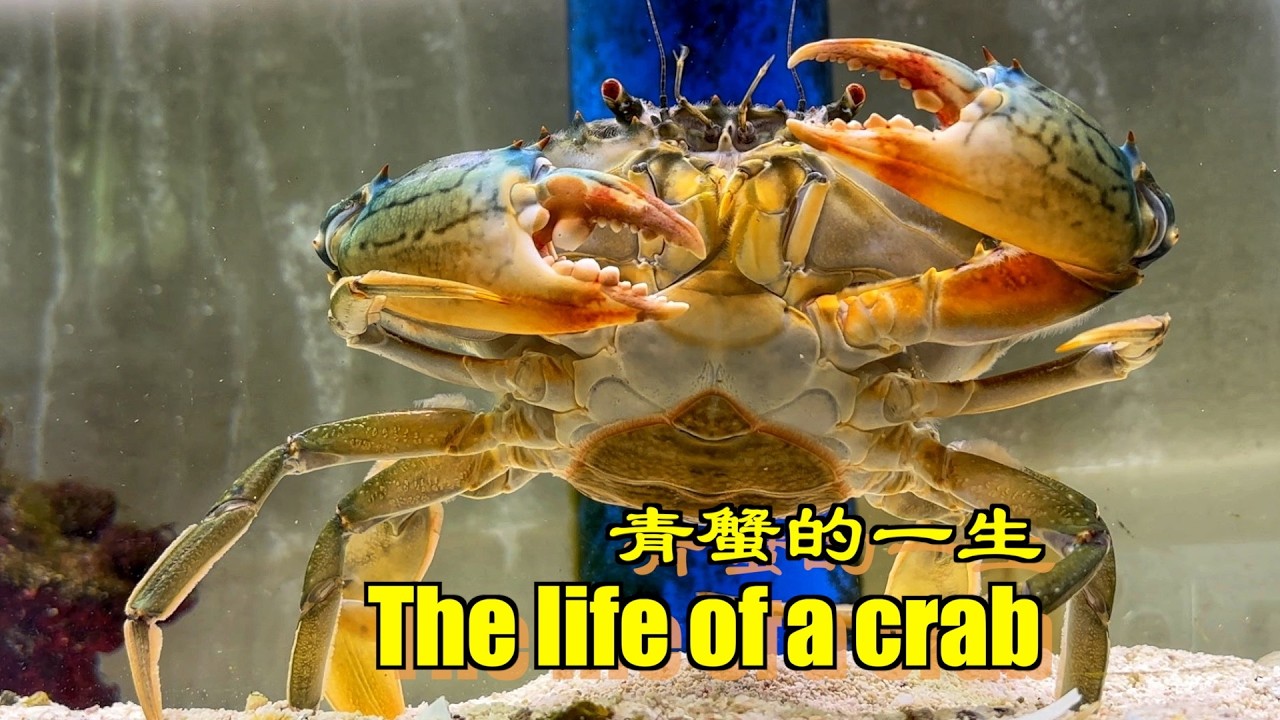 两年，我把一只青蟹从小养到大，再送走，这是青蟹一生的故事！｜水族｜水族箱｜螃蟹｜青蟹｜养殖｜海洋生物