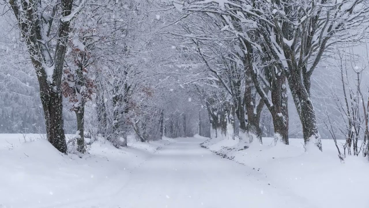 Snowfall Loop | Ruhiger Winter | Relaxing Snow Video | Entspannendes Wintervideo im Loop