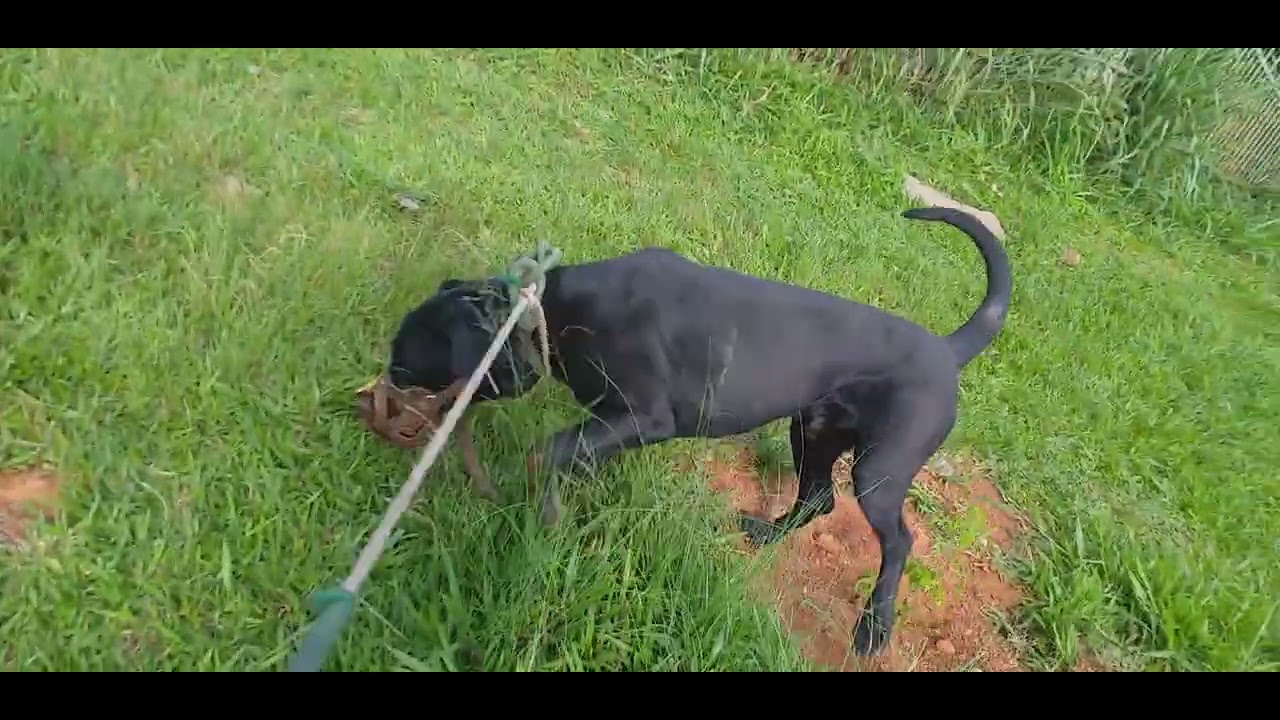 LABRADOR COM DOG ALEMÂO / MANDACARU QUANDO FULORA NA CERCA