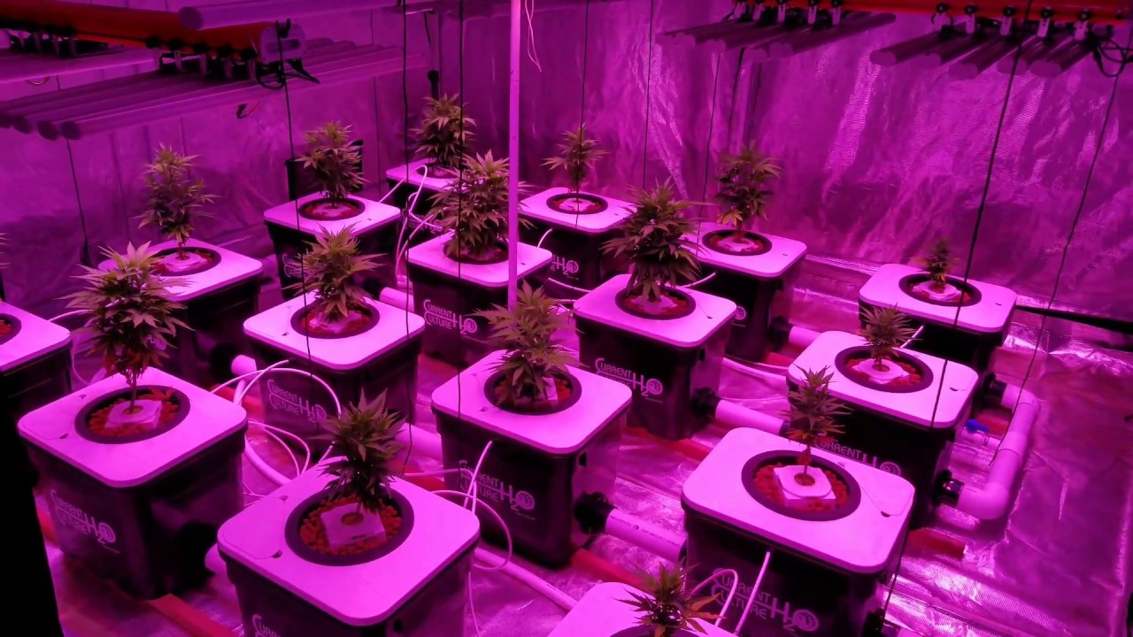 Trying to do BIG THINGS with my Fluence LEDs and Current Culture system and food line !!!