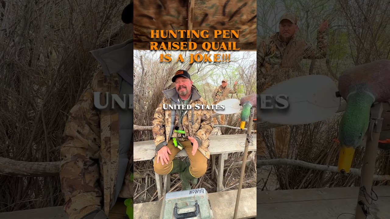 Wild Vs. Pen Raised Quail Hunting #birdhunting #quail