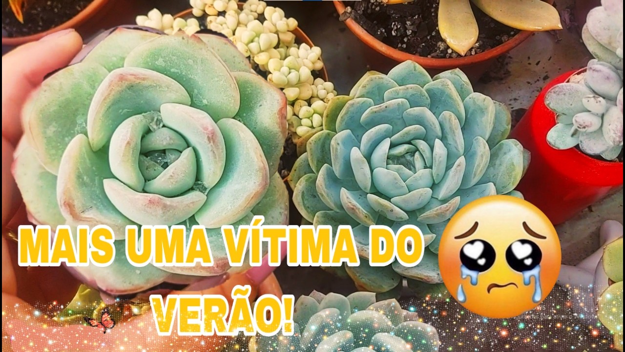RENOVANDO plantas com a poda e AMABILE X BRAVE duas parecidas Simone Felic