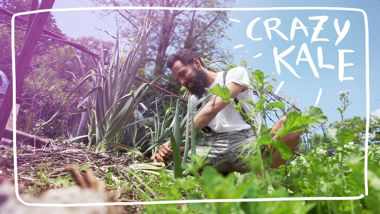 I Love this New Crazy Way of Growing Kale