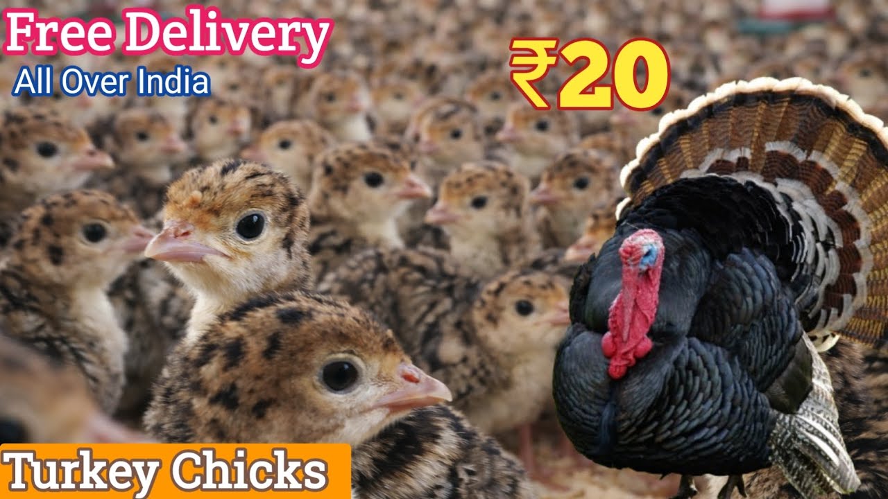 Royal Turkey chicks For Sale! India BIGGEST Wholesale Supplier* WhatsApp +91-89213 76740