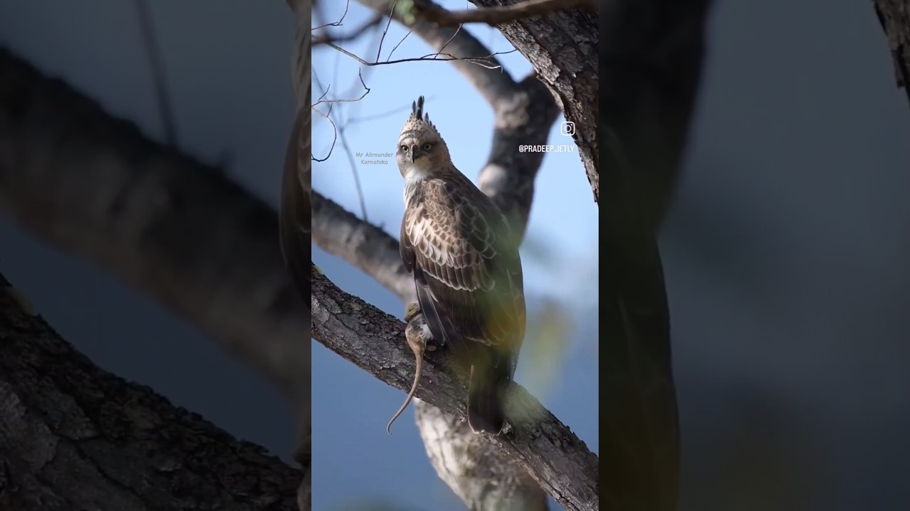 Hawk 🔥 #shortfeed #hawk #wildlife #photography #shorts