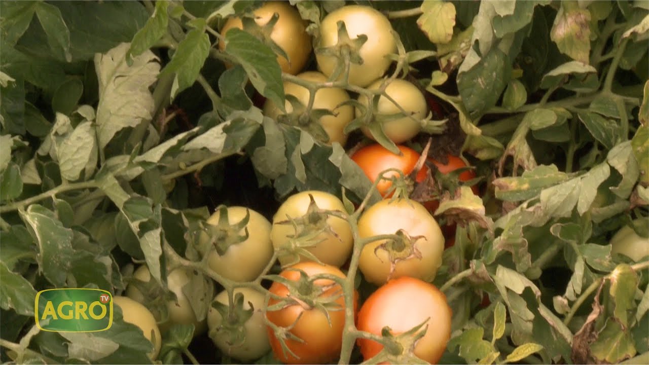 l tomate industria lidera la producción en Mendoza (#942 2021-08-21)