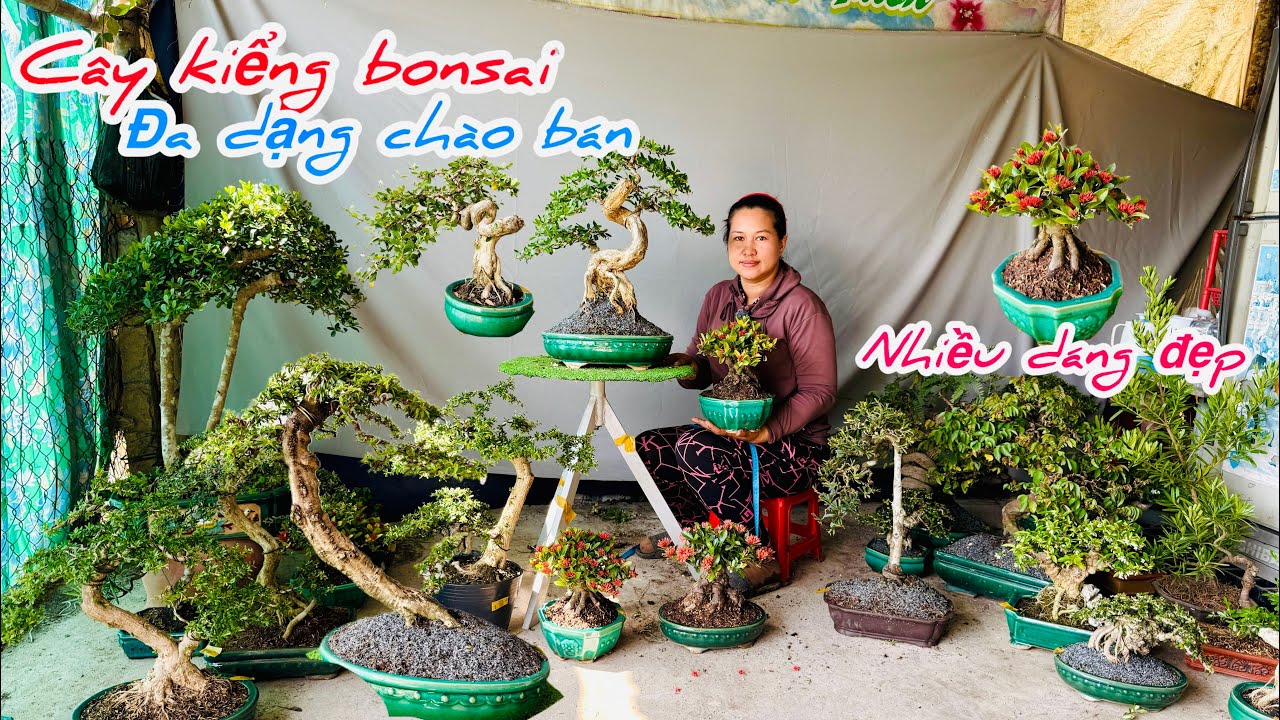 Cây kiểng bonsai đa dạng nhiều dáng đẹp chào bán..12/03😘📲 0782.931.535.Hạ-Thương