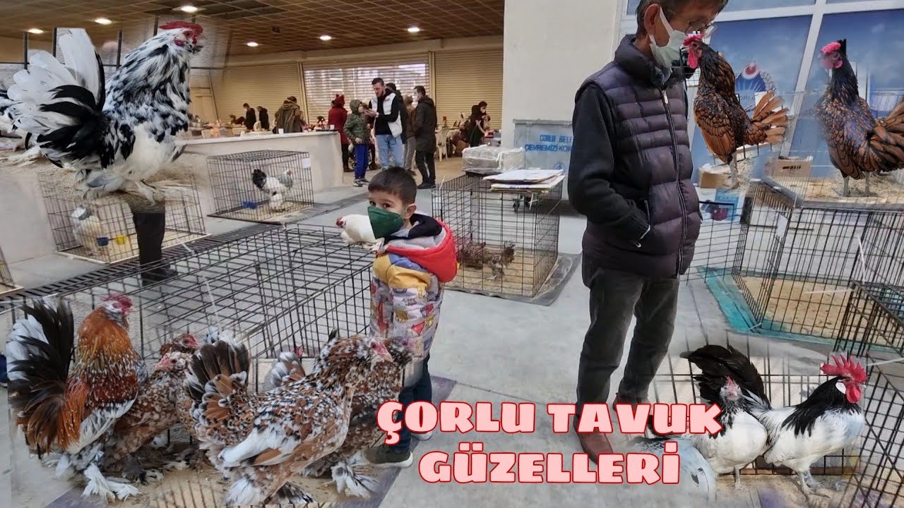 ÇORLU TAVUK FESTİVALİ