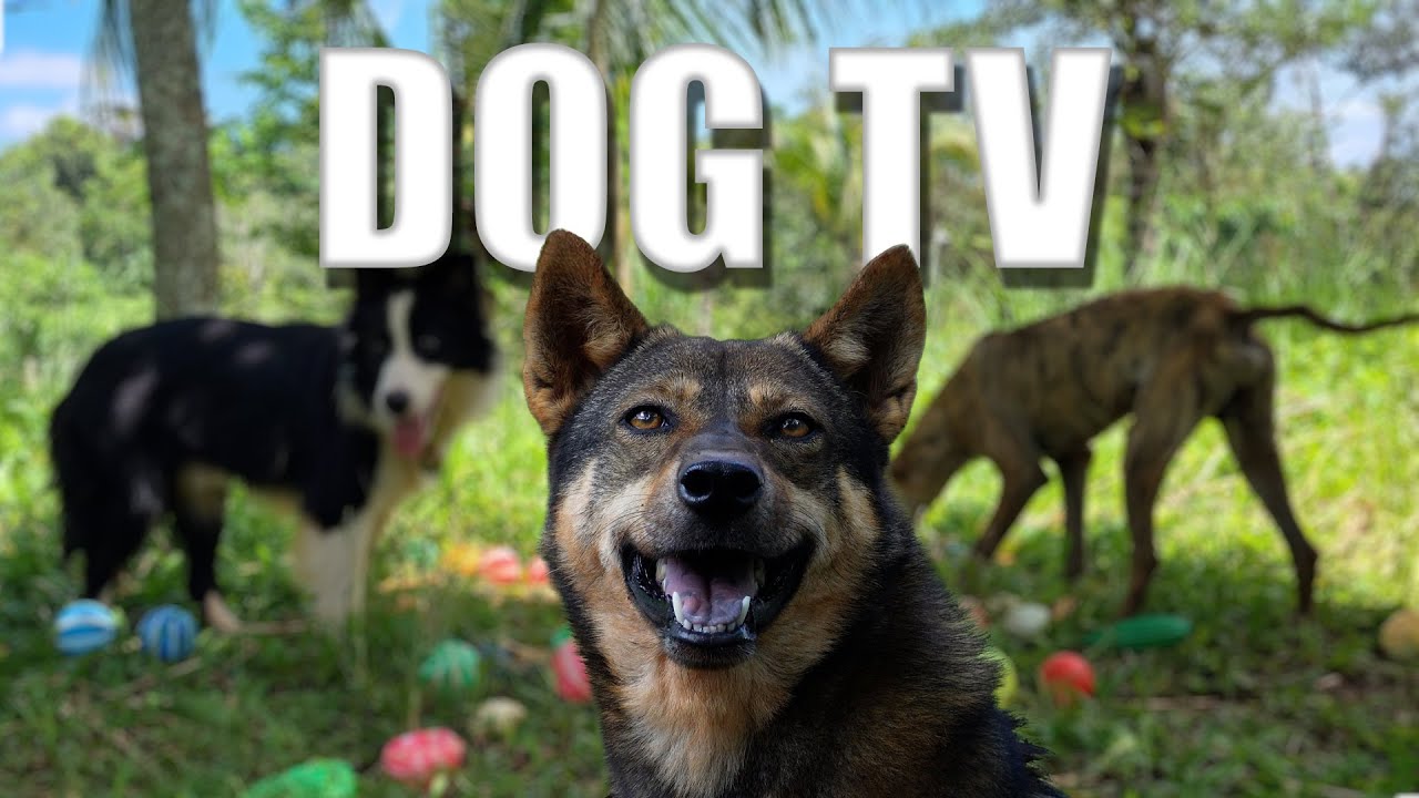 Videos for Dogs to Watch 🐶 Doggy Daycare TV 🐶 Real Sounds Barking 📣 Reduce Stress Anxiety