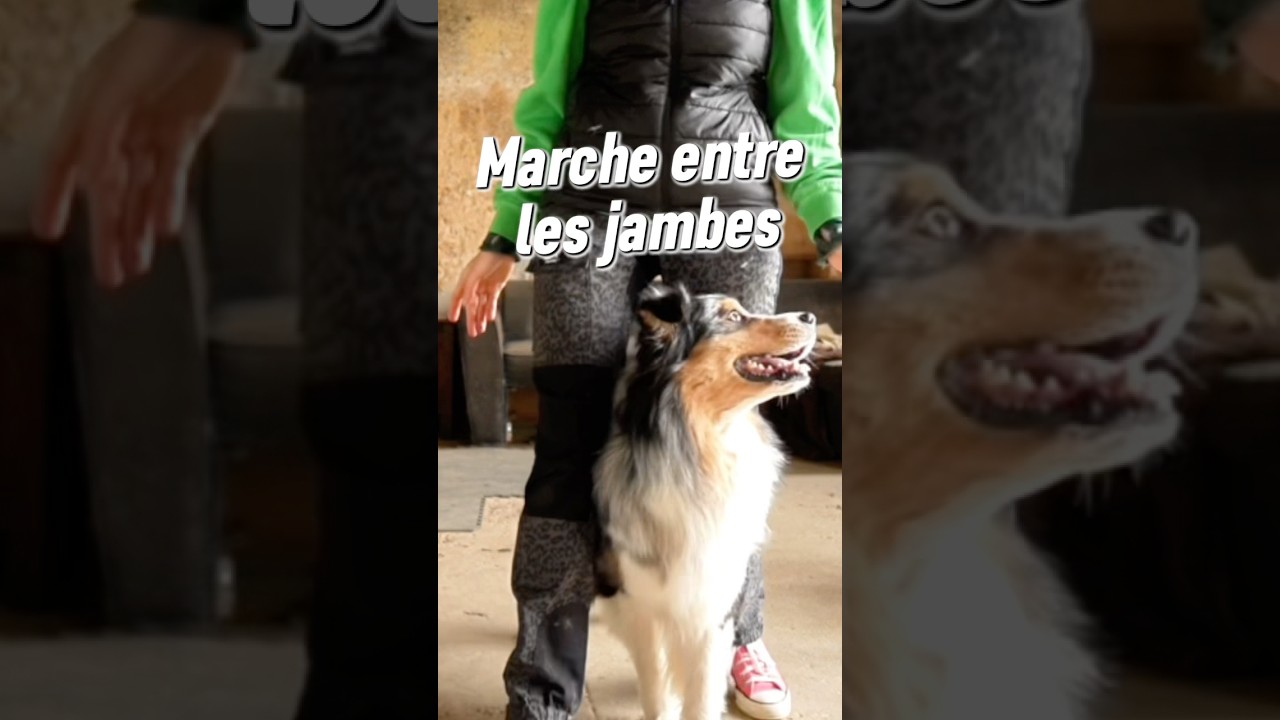 Tuto rapide pour la marche entre les jambes #chien #dogdancing