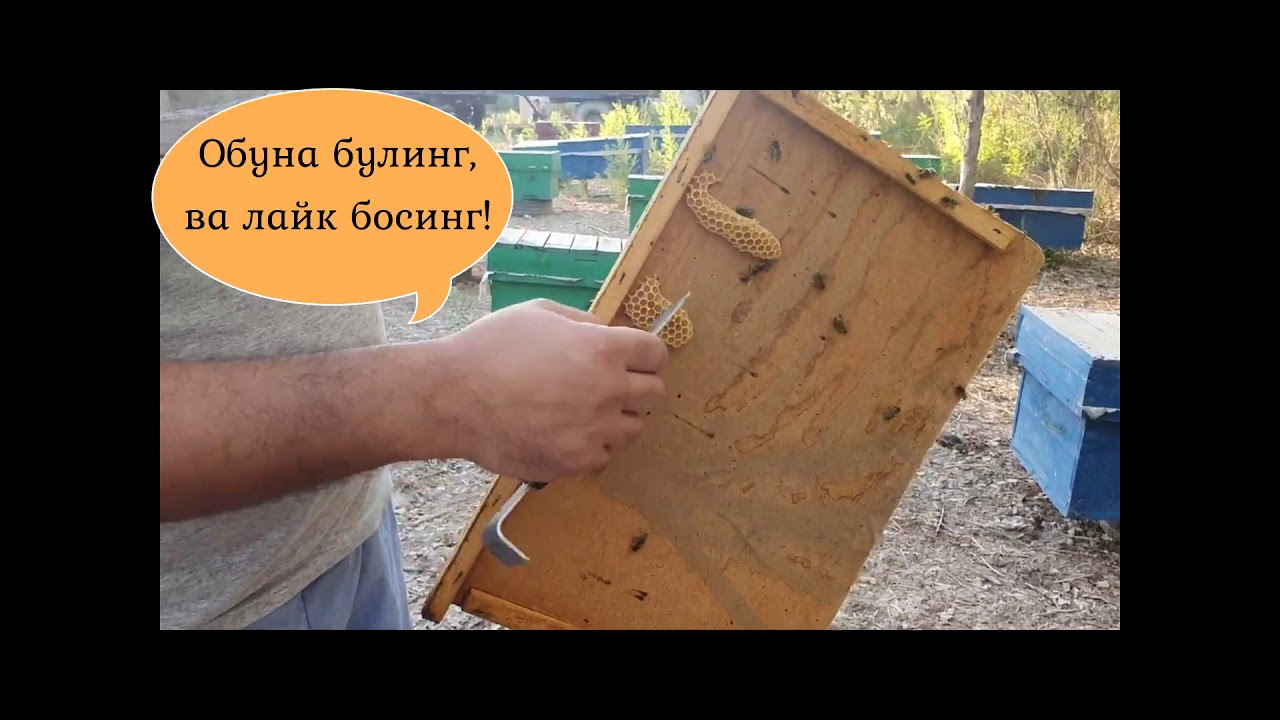 7. Она асал ари сифатини аниклаш ва кучли оила шакллантириш, Asal ari sifatini aniqlash!