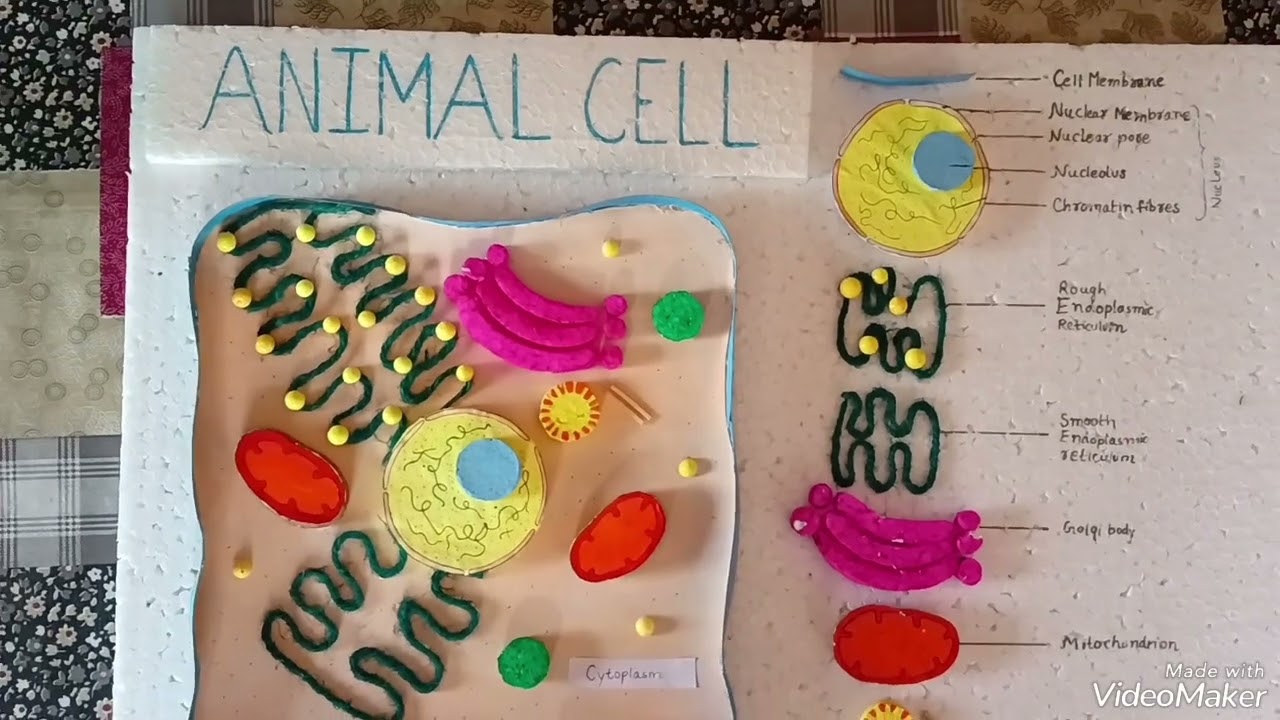 Animal cell model easy ll 3 D ll Using thermocol ll Science project