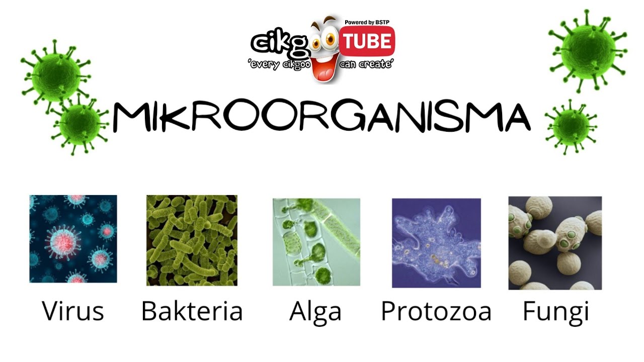 Sains Tahun 6 Mikroorganisma