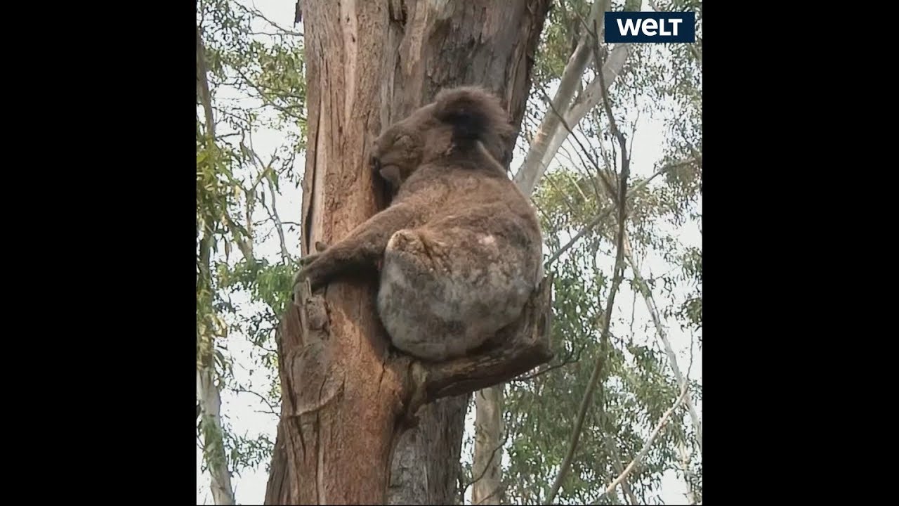 Verheerende Buschfeuer in Australien: Hälfte der Koalas in Naturreservat tot