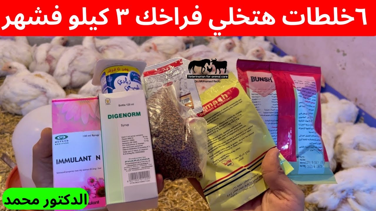 سر زيادة وزن الفراخ الي ٣ كيلو في أقل من شهر - تجربه علي أرض الواقع ✅