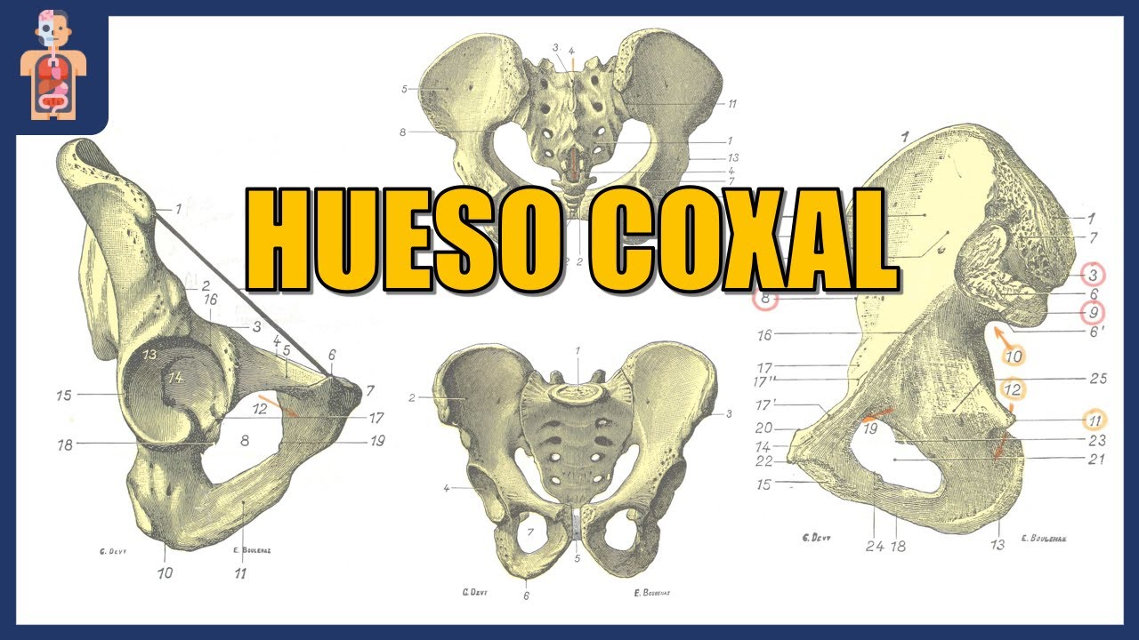 ANATOMÍA - HUESO COXAL