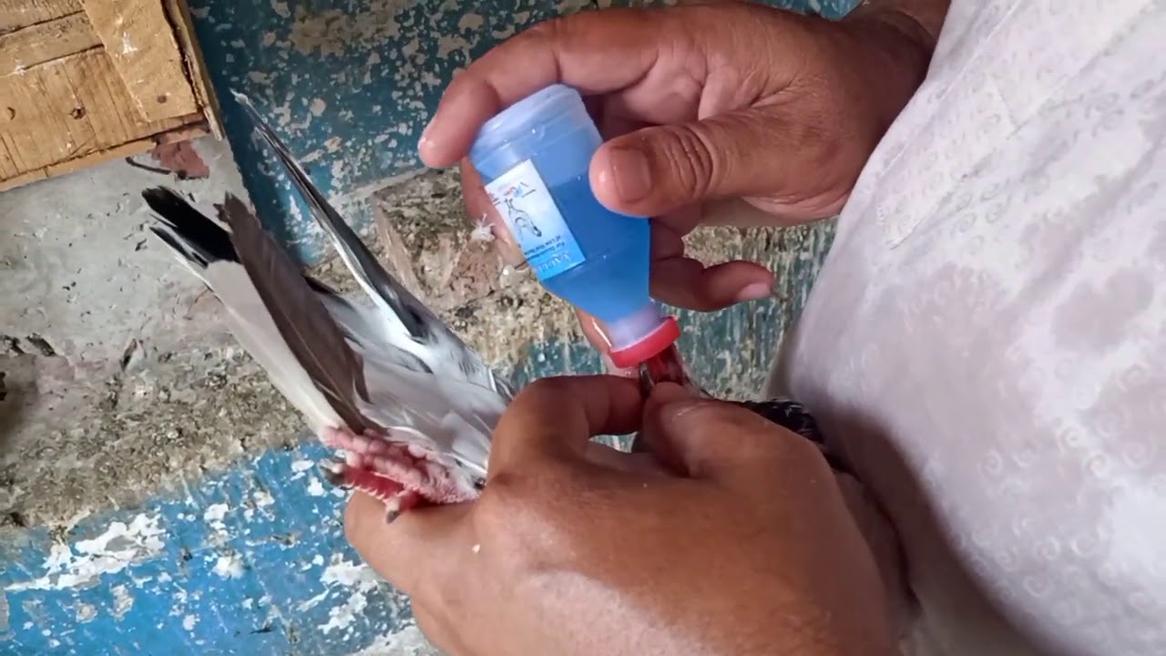 Kabootar K lie LASOTA VACCINE ka tareeka...