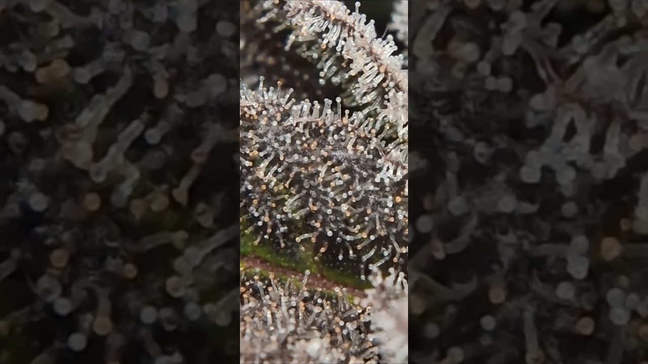 Trichomes