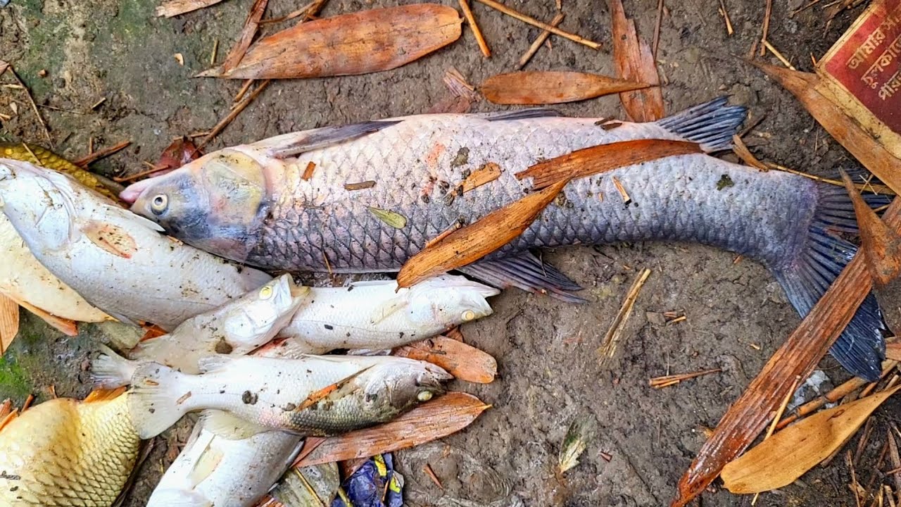 Fish Dying in Pond | Why Fish Die in Indian Ponds ? Fish Death Problem and Reason in Bangladesh