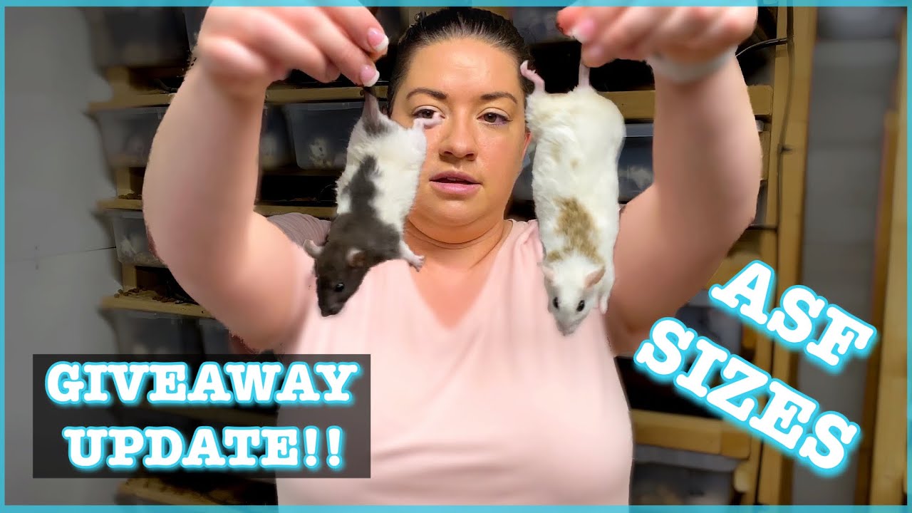 ASF GROWTH RATES and SIZING | GIVEAWAY UPDATE | Ball Python Breeding | Rodent Breeding