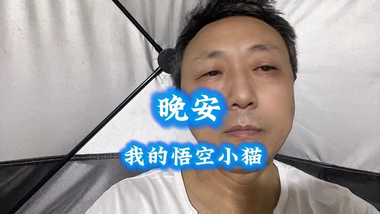 晚安！我的悟空小猫 #悟空猫咪 #小猫悟空