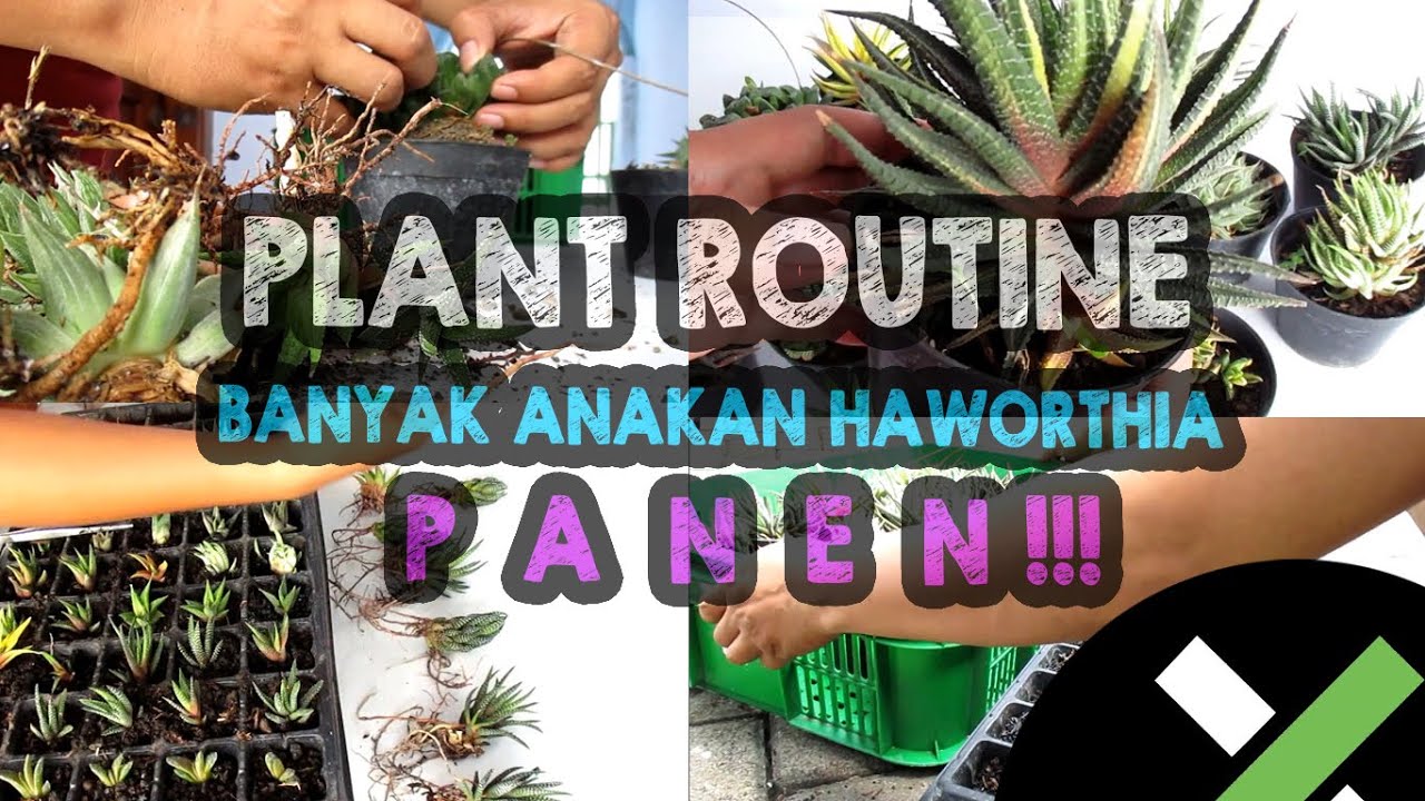 PLANT ROUTINE PANEN HAWORTHIA #silentvlog #dailyvlog #sukulen #haworthia