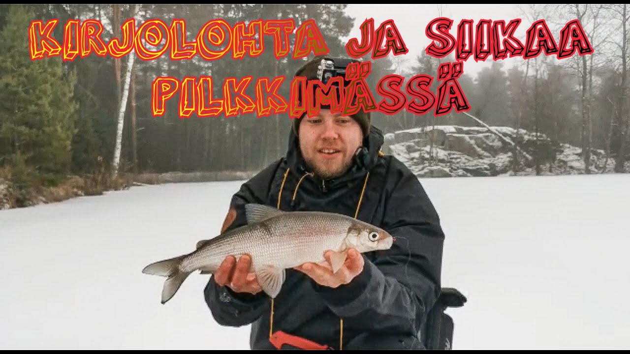 Kirjolohen ja siian pilkkimistä Lohenrenkaalla