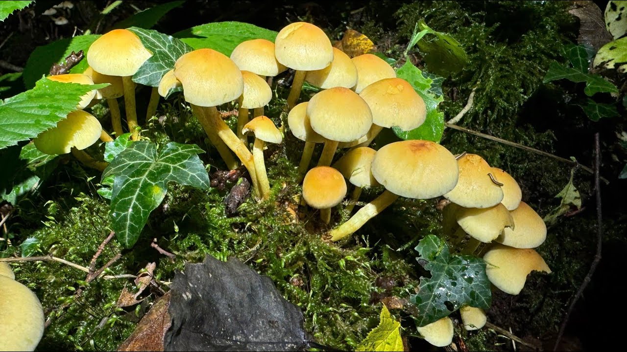 Hypholoma fasciculare, October 10, 2024