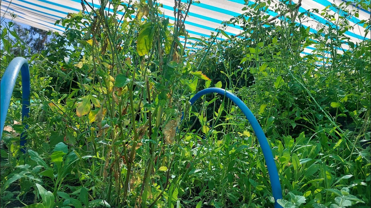 Lo que no te cuentan del proceso del compost