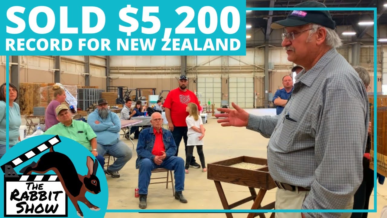 SOLD $5,200 The highest selling New Zealand Rabbit