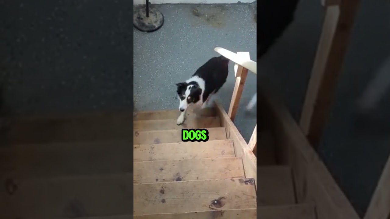 Dog Learns to Climb Stairs with a Little Help! 🐾🎉