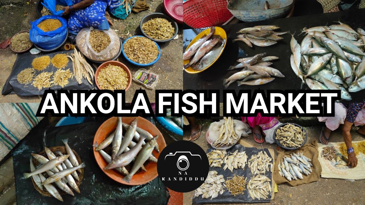 ankola fish market 2023 | fish market | ankola uttara kannada