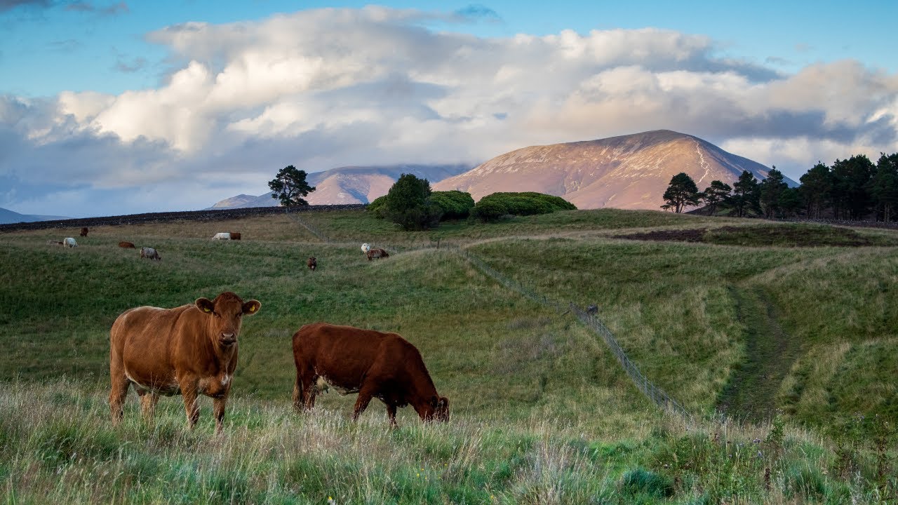 Grazing Livestock: Their role in a sustainable food system