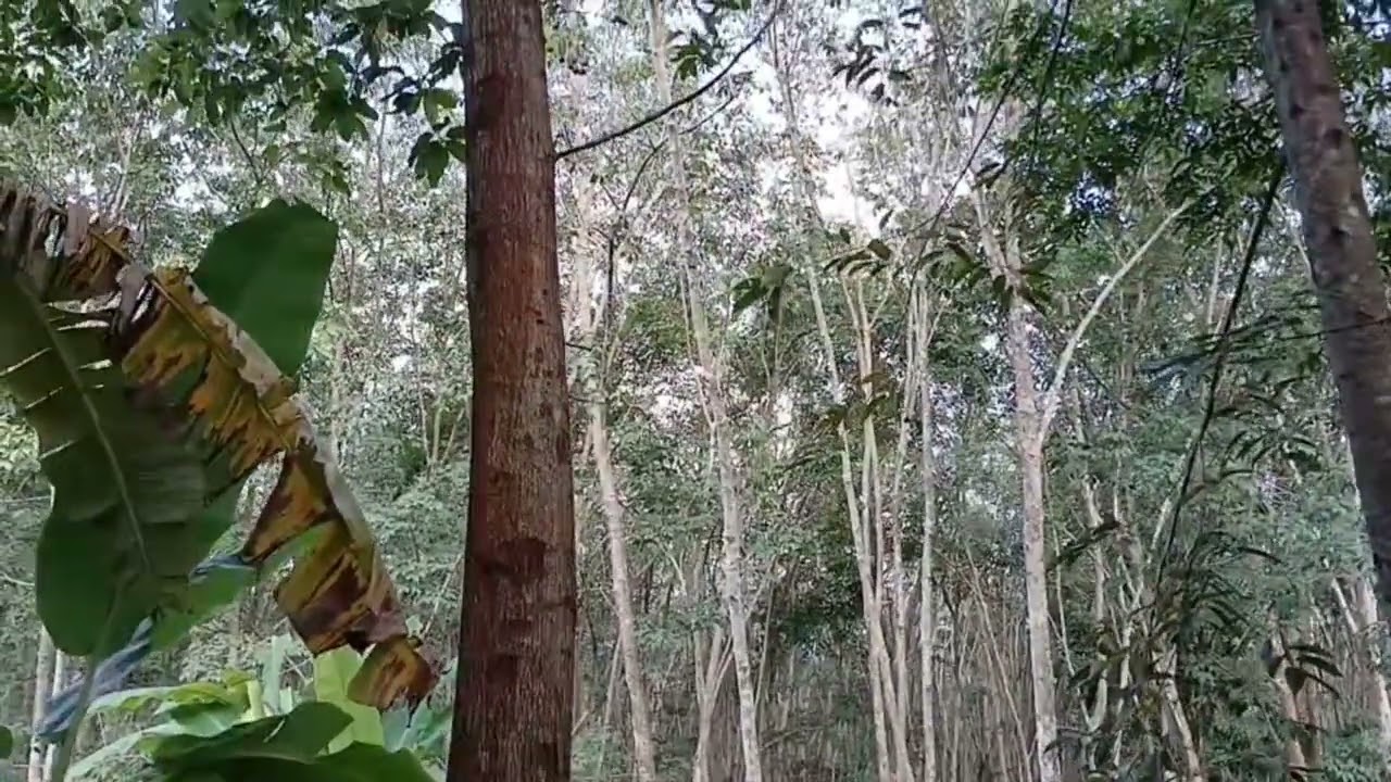 ต้นมะหาด  // สวนน้าวรรณ Ep.77