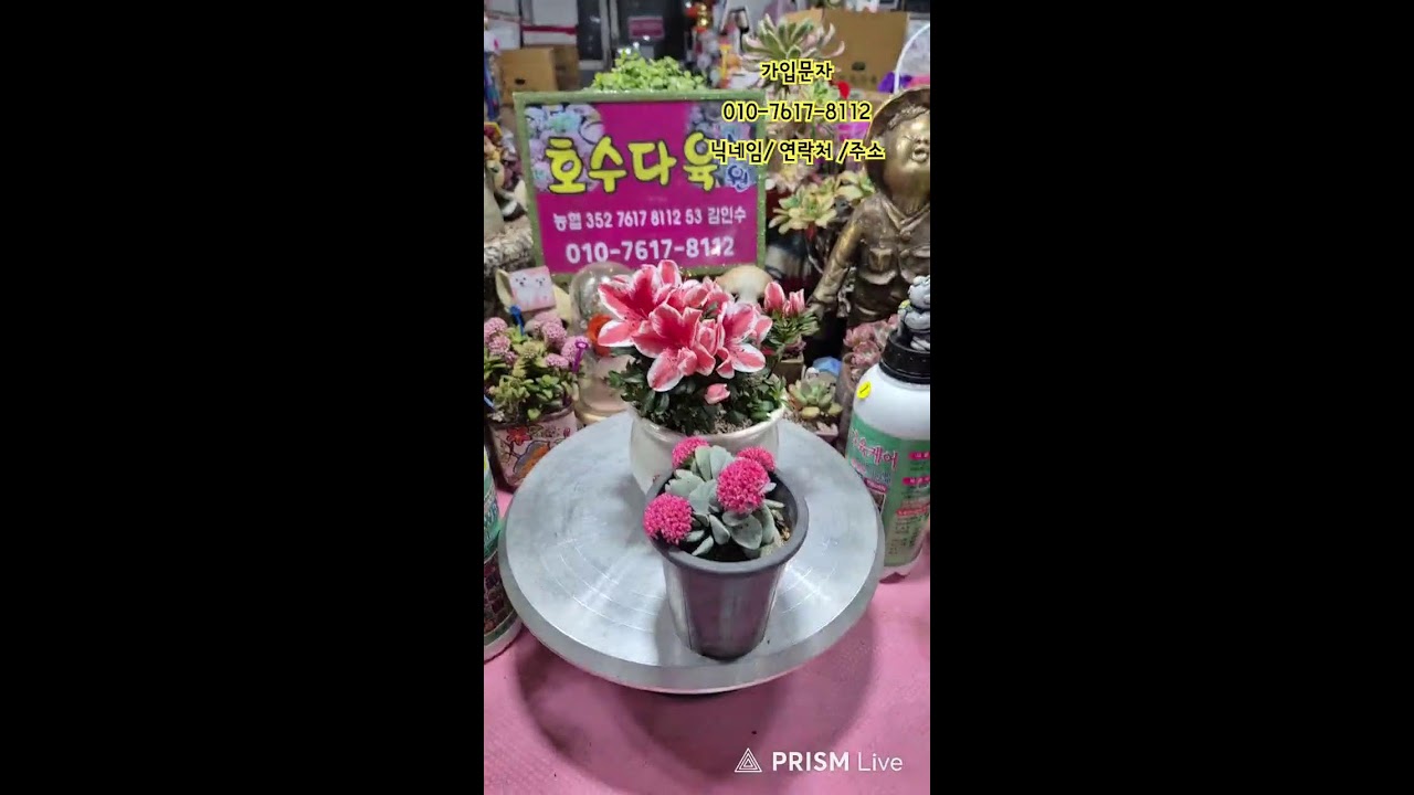 🌵호수다육농원  26.03.02 육이랑 놀자 놀자요~