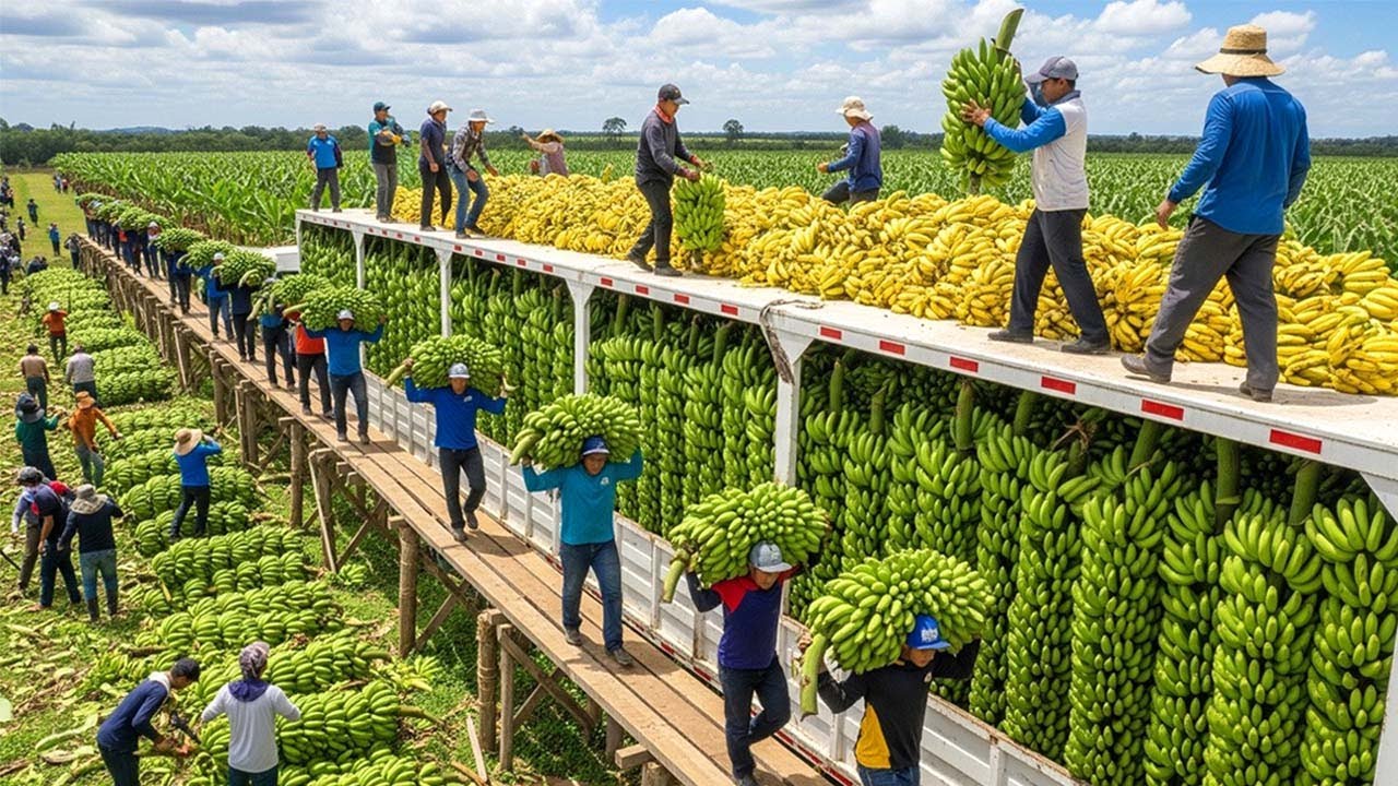 La Cosecha de Plátanos Más Grande de 2025 🍌 ¡Nunca Has Visto Una Cosecha Así!