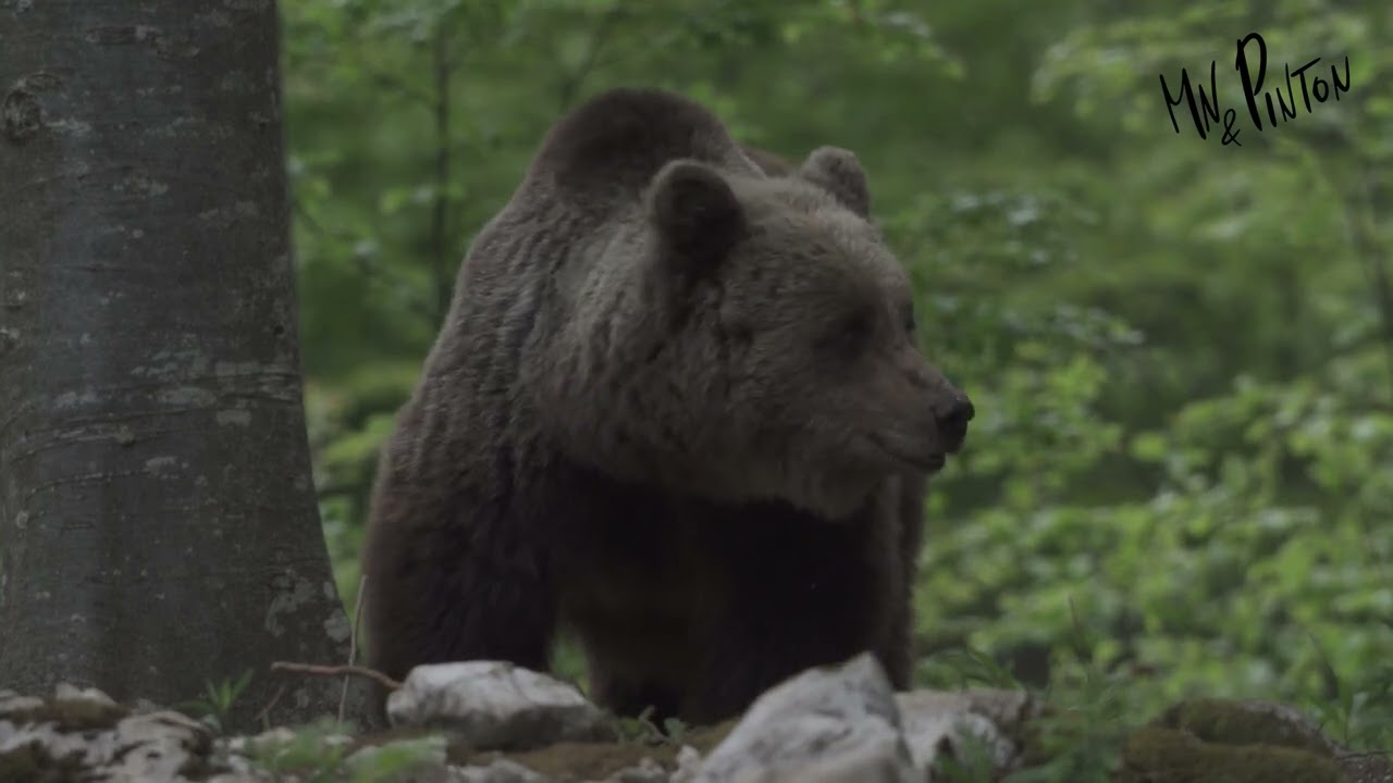 ORSA A 50 METRI ... EMOZIONE UNICA ...NATURA WORLD IN 4K