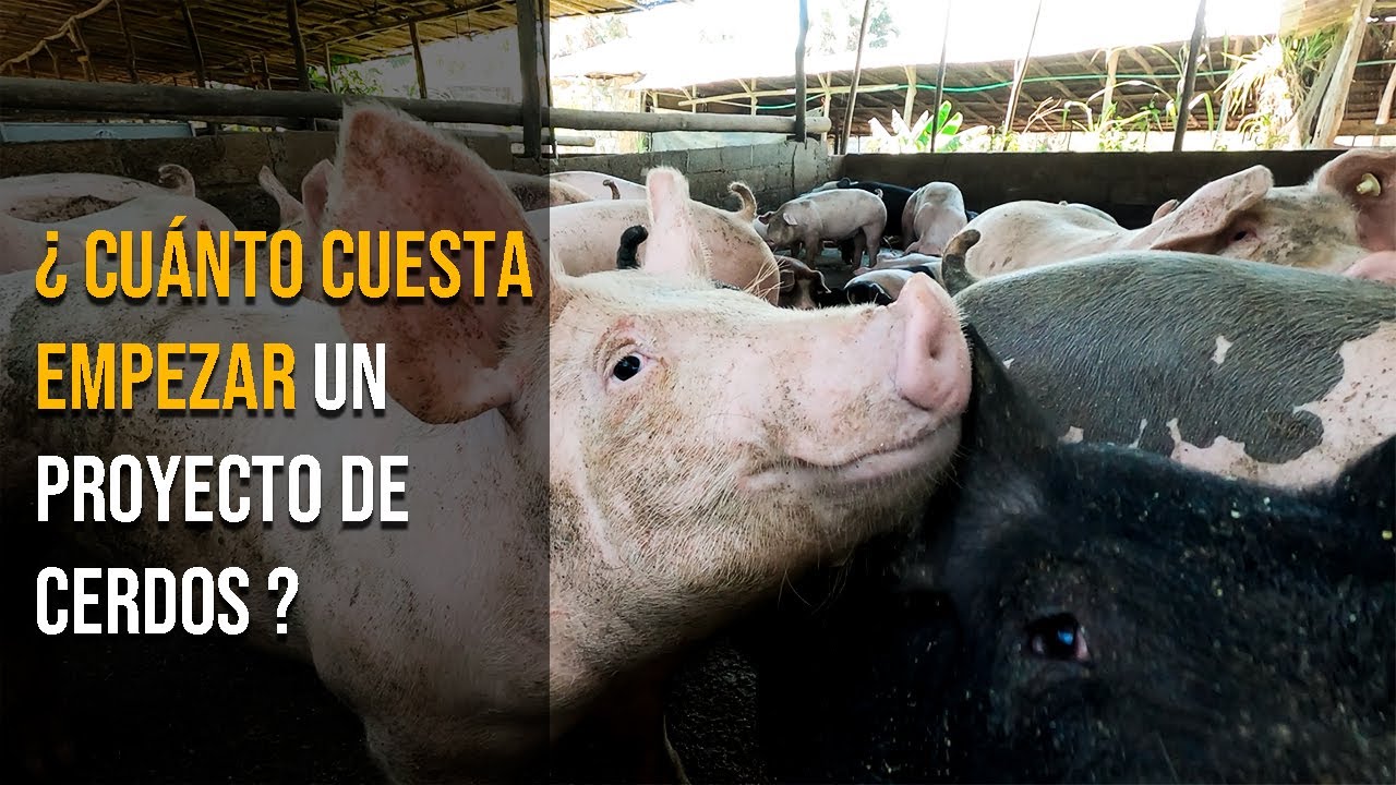 COMO EMPEZAR A CRIAR CERDOS