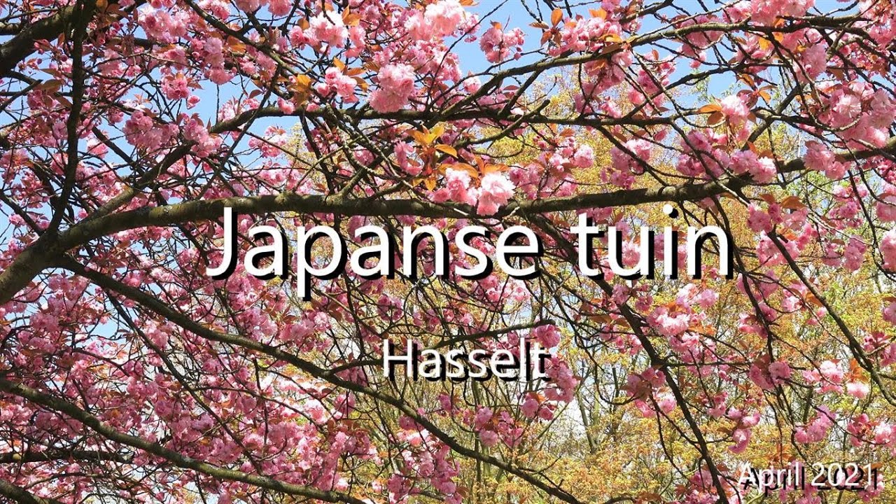 Japanse tuin . Hasselt.4k April 2021.
